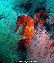Seahorse strike a pose during our dive in Octopus Rock, M... by Leo Virgo Cabrera 